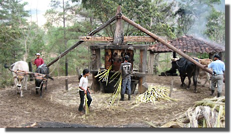 A old wooden trapiche (ox-driven sugar mill). 
